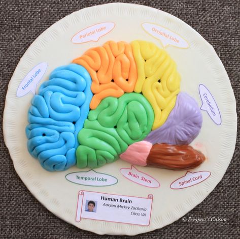 Model of Human Brain with Fondant Nervous System Projects, Human Body Projects, Science Art Projects, Brain Models, Human Body Science, Brain Craft, Human Body Activities, Biology Projects, Science Models