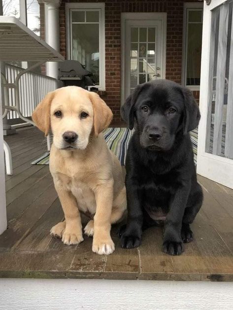 English Labrador, Puppy Dog Pictures, Dog Essentials, Labrador Retriever Puppies, Lab Puppies, Cute Animals Images, Leaving Home, Baby Animals Funny, Baby Puppies