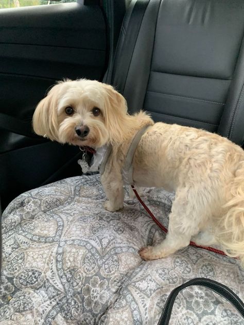 Dog adopted - Chase, a Miniature Poodle & Yorkshire Terrier Mix in Hayes, VA | Petfinder Pet Finder Adoption Dogs, Parti Yorkies For Sale, Terrier Mix Dogs, Love Is Gone, Miniature Poodle, Rescue Dogs For Adoption Near Me, Dog Door, Terrier Mix, Mixed Breed