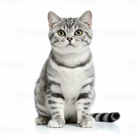 American Shorthair cat on white background.Generative Ai. American Short Haired Cats, Cat On White Background, American Shorthair Cat, American Shorts, Shorthair Cat, American Shorthair, Short Hair Cats, Cute Cat, Cute Cats