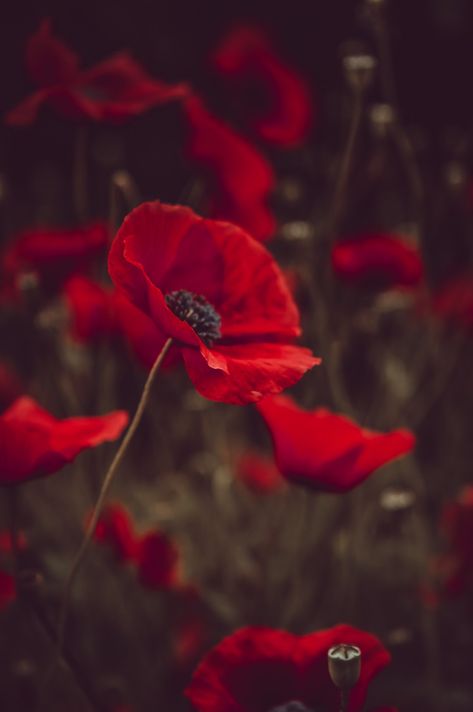 Download this photo by I.am_nah on Unsplash Poppy Images, Sacred Garden, Spring Images, Plant Images, Rose Images, Plant Wallpaper, Remembrance Day, Red Wallpaper, Summer Wallpaper