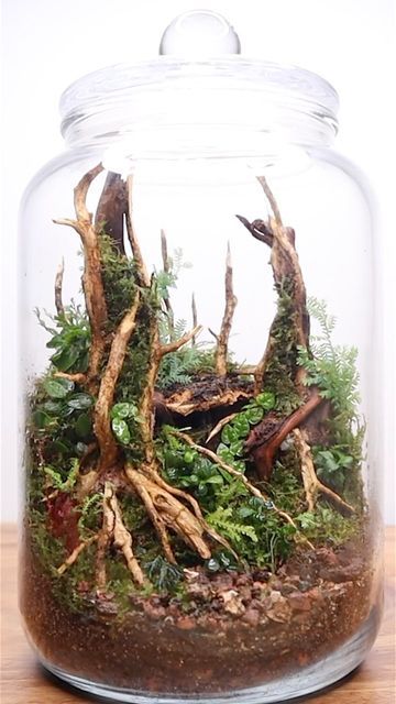 Closed Terrarium Plants, Moss Forest, Open Terrariums, Moss Terrarium, Moss Garden, Terrarium Plants, January 10, In A Jar, The Urban