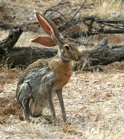 Rabbit Sculpture, Jack Rabbit, Interesting Animals, Rabbit Art, Bunny Art, Wildlife Animals, Woodland Creatures, Wildlife Art, Animal Photo