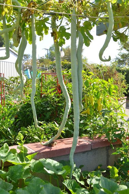 Entertaining From an Ethnic Indian Kitchen: Garden journal: Indian snake gourds from my kitchen garden Aquaponics Setup, Indian Vegetables, Gourd Vegetable, Kitchen Garden Window, Indian Garden, Vegetable Garden Diy, Indian Kitchen, Hells Kitchen, Trellis Design