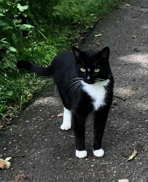 Black And White Tuxedo Cat, Black And White Tabby Cat, Better Cr Dr Aesthetic, Tuxedo Cat Aesthetic, Cats Tuxedo, Black Tabby Cat, Black Tuxedo Cat, Warrior Cat Ocs, Warrior Cats Books