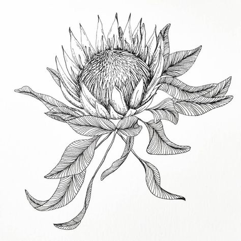 Jamie L Morin on Instagram: “King Protea...why didn't I discover you sooner? This flower has become a favorite and has made its way onto an envelope liner for the…” King Protea Tattoo, Protea Flower Drawing, Protea Flower Tattoo, Pyrography Hats, Protea Drawing, Protea Tattoo, Botanical Tattoos, Tshirt Graphics, Protea Art