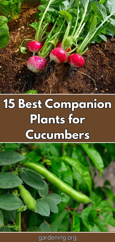 Boost your cucumber plants' growth and health by planting them alongside these 15 best companion plants. Discover the perfect combinations here! Companion Planting Cucumbers, Cucumber Companion Planting, Companion Plants For Cucumbers, Planting Green Beans, Greenhouse Storage, Cucumber Companion Plants, Cucumber Plants, Best Companion Plants, Cucumber Gardening