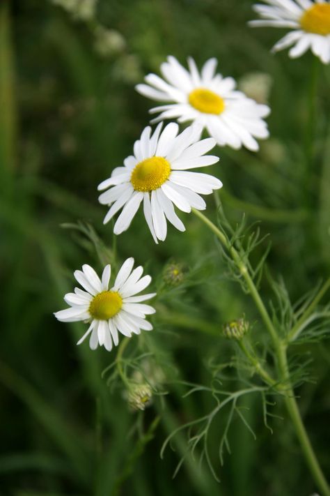 UK wild flowers Scentless mayweed British Wildflowers, British Wild Flowers, Cranesbill Geranium, Hd Flowers, Wild Flower Meadow, Flowers Wild, Seed Kit, Flower Meadow, Yellow Daisies