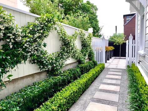 Hedge Garden Design, Hedge Garden, Landscapes Watercolor, Boxwood Garden, Narrow Garden, Garden Hedges, Side Yard Landscaping, Star Jasmine, Gardening Landscape