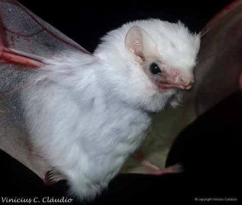 Lesser Ghost Bat Northern Ghost Bat, Bat Aesthetic, Fruit Bats, Ghost Bat, Fruit Bat, Dream Aesthetic, Wild Animals, Ferret, Animals Wild