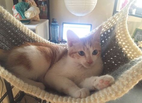 Cats That Love To Chill In Their Hammocks - I Can Has Cheezburger? Crochet Cat Hammock, Cat Hammock Crochet, Crochet Hammock, Chat Diy, Diy Hammock, Cat Whisperer, F2 Savannah Cat, Lashes Mascara, Cat Spray