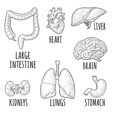 Anatomical Organs Drawing, Human Anatomy Art Organs, Lung Drawing Reference, Lungs Drawing Anatomy Art, Organs In Body, Organs Drawing Reference, Organs Art Reference, Organ Art Drawing, Intestines Drawing Reference Gore