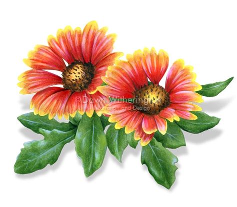 aster Indian Blanket Flower Drawing, Indian Blanket Flower Tattoo, Indian Blanket Flower, Coloring Rocks, Flower Tattoo Stencils, Flower Fence, Indian Flowers, Indian Blankets, Flower Coloring Pages