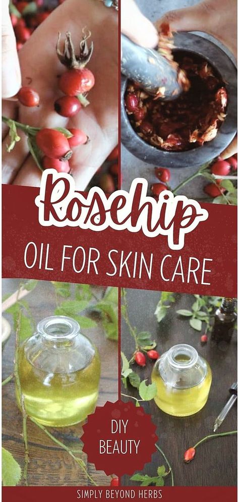 Learn how to make Rosehip Oil for Skin Care in our DIY Beauty & Homemade Beauty Products section. This homemade herbal oil is perfect for moisturizing and healing the skin, made easily with rosehips. It's a valuable addition to any DIY body care collection. Find more herbs for health, natural remedies, and homemade skin care at simplybeyondherbs.com. Rosehip Benefits, Rosehip Recipes, Infused Oil Recipes, Rosehip Oil For Skin, Diy Natural Beauty Recipes, Herbs Medicine, Oil For Skin Care, Body Care Collection, Rose Hip Oil