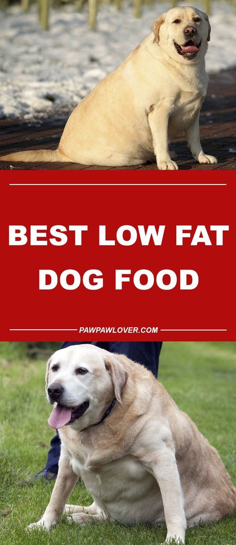 Top Best Low Fat Dog Food That's Product Healthy #Pawpawlover #DogFood#LowFatDogFood Low Fat Dog Food, Homemade Dog Cookies, Fat Dog, Diy Dog Food, Fat Dogs, Dog Biscuit Recipes, Dog Insurance, Cheap Dogs, Healthy Dog Food Recipes