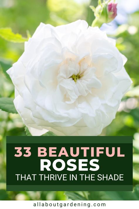 Most roses love full sun, however some varieties do well in lower light conditions. In this article, our gardening expert and rose enthusiast shares 31 of her top rose picks for blooming in the shade. Come take a look! Lady Of Shalott Rose, Roses For Shade, Texas Gardens, Flower Planting Guide, Angel Garden, Rose Garden Design, Shade Roses, Best Roses, Shade Garden Plants