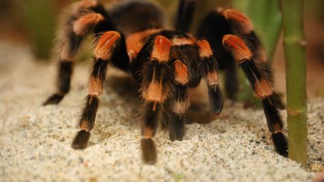 Red Knee Tarantula, Pet Tarantula, Spider Pictures, Spider Species, Pet Spider, Cincinnati Zoo, Beautiful Bugs, Unusual Animals, Creepy Crawlies