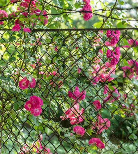 Front Yard Chain Link Fence Landscaping, Chain Link Fence Trellis, Planting Along Chain Link Fence, Chain Link Fence Garden Ideas, Vines To Cover Chain Link Fence, Flowers By Fence, Plants To Hide Chain Link Fence, Climbing Roses On Chain Link Fence, Chain Fence Decorating Ideas