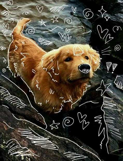 Golden Retriever Therian, Dog Therian, Text Me First, Dog Paw Drawing, Therian Art, I Dog, Therian Pfp, Maremma Sheepdog, Therian Stuff