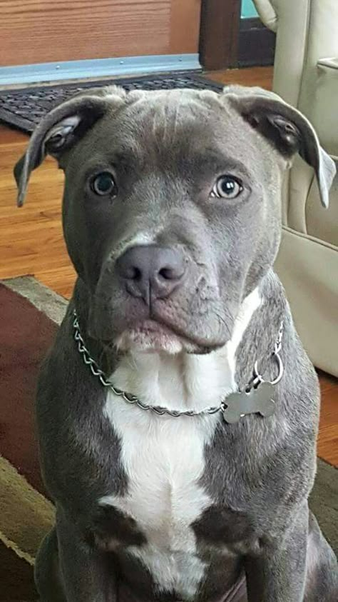 Pitbull Colors, Grey Pitbull, Pitbull Dog Puppy, Cutee Animals, Cute Dog Photos, Loyal Dogs, Very Cute Dogs, Pretty Dogs, Pitbull Puppies