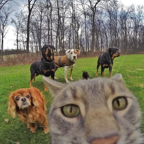 Manny, The 'Selfie Cat' Takes Impressive Photos of Himself With a GoPro Camera - I Can Has Cheezburger? Taking Cat, Cat Selfie, Cat Stands, Dog Selfie, Funny Cats And Dogs, 웃긴 사진, Funny Cat Pictures, Dogs And Cats, 귀여운 동물