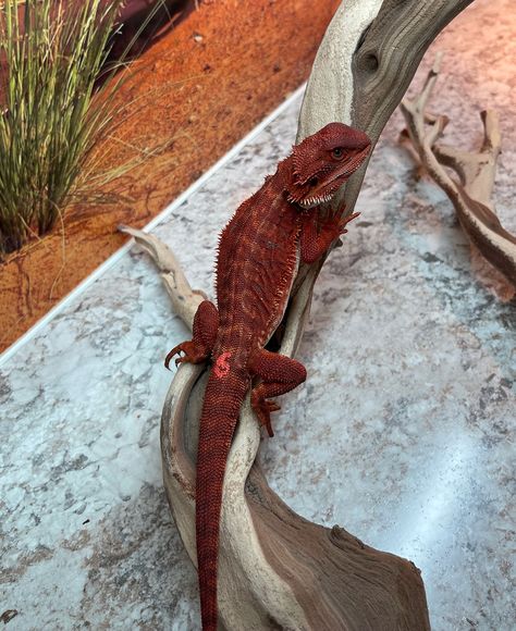 Red Bearded Dragon, Red Monster, Bearded Dragon Cute, Bearded Dragon Care, Top Games, Black Beards, Animal References, Dragon Lover, House Of Dragons