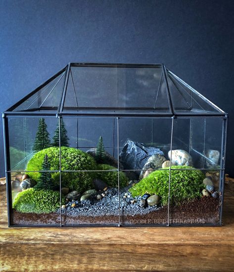 House Terrarium, Marimo Moss, Large Greenhouse, Beautiful Terrariums, Moss Plant, Moss Terrarium, Moss Garden, Terrarium Diy, Garden Terrarium