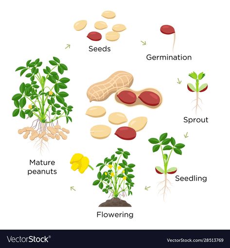 Fruit Bearing Plants, Peanut Plant, Pelajaran Tk, Growing Peanuts, Science Food, Plant Tissue, Peanut Recipes, Plant Life Cycle, Plant Nutrients