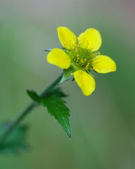 Wood Avens - A Foraging Guide to Its Food, Medicine and Other Uses Wood Avens, Foraging Guide, Flea Repellent, Herbal Plants, Food Medicine, Missouri Botanical Garden, Wild Edibles, Rose Family, Harvest Time