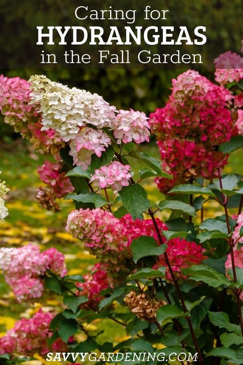 How to Care for Hydrangeas in the Fall. A guide to caring for hydrangeas late in the season. Proper hydrangea fall care is essential for maintaining the health of this popular shrub. If you want bright blooms in the season you will want to care for this plant in the fall. Get these late-season care tips for growing hydrangeas and you will not be disappointed. Trimming Hydrangeas, Caring For Hydrangeas, Flowers For Pollinators, Growing Hacks, Plants For Full Sun, Take Care Of Plants, Native Plant Landscape, Shrubs For Landscaping, Beautiful Gardens Landscape