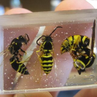 How to Encapsulate Insects in Resin Resin Bugs Diy, Bugs In Resin, Resin Insects, Insects In Resin, Resin Jewlery, Liquid Resin, Casting Resin, Diy Resin Projects, Resin Jewelry Diy