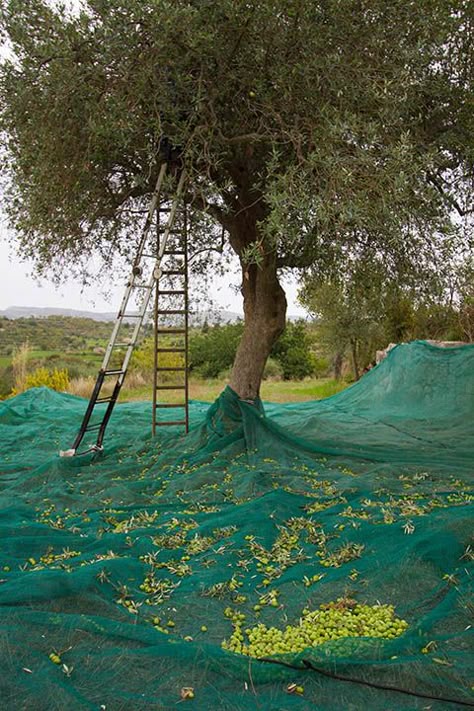 Raccolta delle olive in Sicilia - Harvesting Olives in Sicily, copyright Jann Huizenga Olives On Tree, Olive Tree Orchard, Olive Tree Photography, Olive Trees Photography, Olive Tree Italy, Olive Tree Care, Growing Olive Trees, Garden Fairy Costume, Unemployment Rate