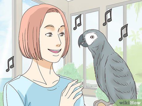 Domestic Birds, African Birds, Grey Parrot, Bird Care, African Grey Parrot, Pet Vet, Animal Science, Parakeets, African Grey