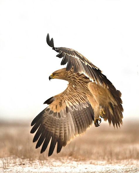 Eastern Imperial Eagle Imperial Eagle Tattoo, Eastern Imperial Eagle, Imperial Eagle, Raptors Bird, Eagle Pictures, Most Beautiful Birds, Bird Wings, Extinct Animals, Bird Artwork