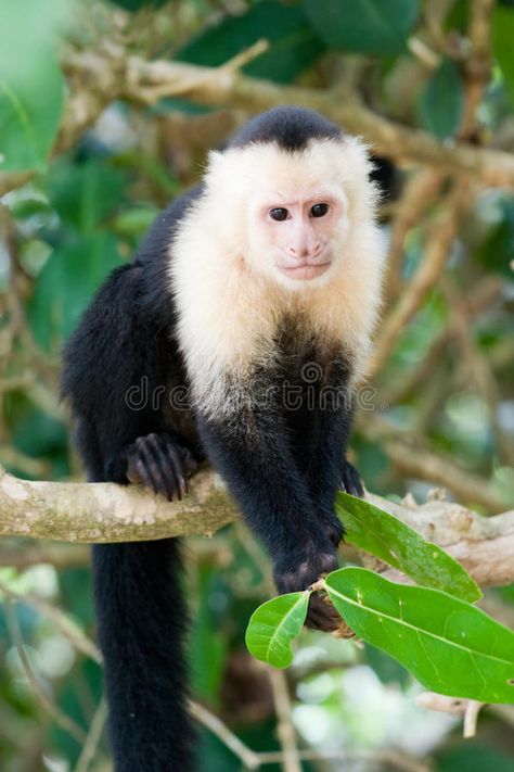 White faced Capuchin Monkey. In rainforest #Sponsored , #Paid, #sponsored, #faced, #Monkey, #Capuchin, #White Corcovado National Park, Animal Photography Wildlife, Manuel Antonio National Park, Capuchin Monkey, Animal Action, Monkey Island, Pet Monkey, Cute Monkey, Island Tour