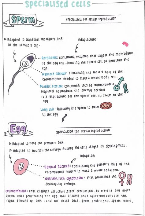 Cell Revision Notes, Class 8 Science Notes, Class 9 Science Notes Biology Cell, Biology Notes Cell Structure, Gcse Cell Biology Revision, Nervous System Diagram, Specialised Cells Notes, Class 11 Biology Notes Cell The Unit Of Life, Specialised Cells