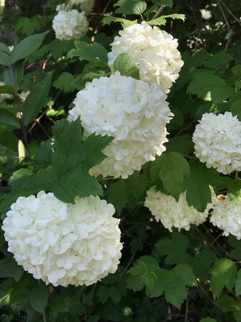 Viburnum- Snowball Viburnum Snowball, Viburnum Flower, Snowball Bush, Snowball Tree, February Flowers, Grandma Era, Snowball Viburnum, Outside Plants, Simple Garden