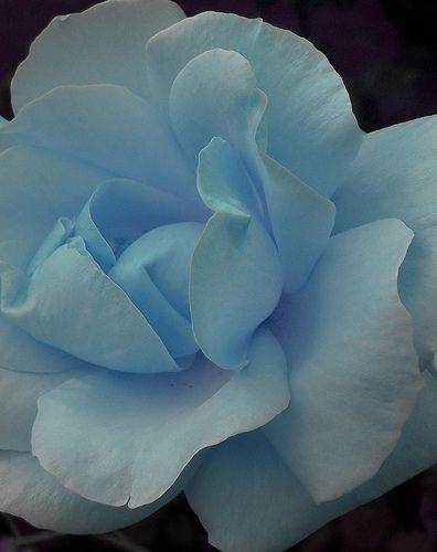 Monet Pond, Rose Blu, Rose Coloring, Blue Sheets, Colorful Roses, Rose Bush, Blue Roses, Love Rose, All Flowers