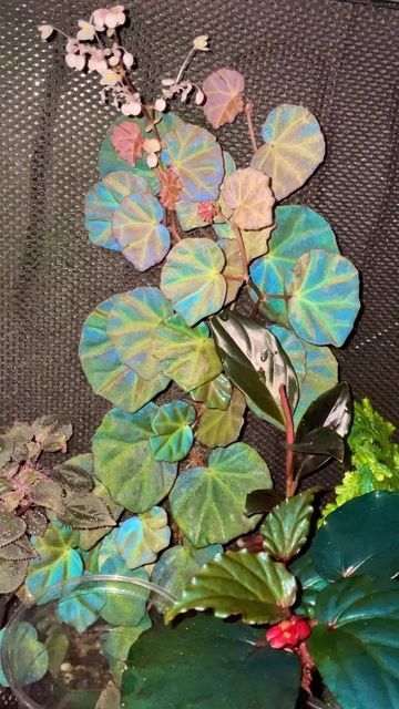 Begonia Sarawak, Begonia Terrarium, Rare Begonia, Rare House Plants, Begonia Plants, Rex Begonia, Wishlist Plants, Jungle Plants, Miniature Orchids