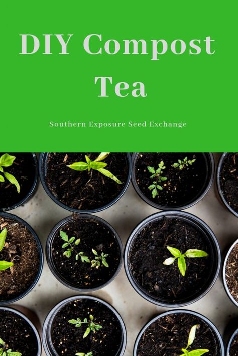 DIY Compost Tea | Southern Exposure Seed Exchange Manure Tea, Seed Exchange, Diy Compost, Healthy Soil, Foliar Spray, Compost Tea, Soil Testing, Last Post, Water Plants