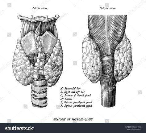 Anatomy Of Human, Physical Theatre, Product Illustration, Illustration Clip Art, Engraving Illustration, Thyroid Gland, Anatomy Drawing, Drawing Images, Hand Drawing