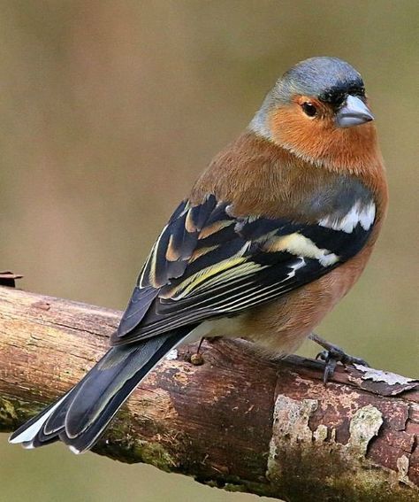 Chaffinch, British Birds, Kinds Of Birds, Finches, Sparrows, Backyard Birds, All Birds, Bird Pictures, Exotic Birds