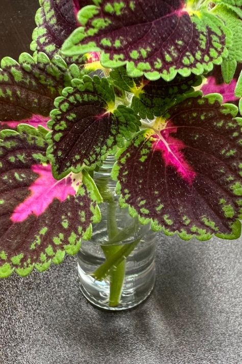 Coleus Tree How To Grow, How To Over Winter Coleus, Growing Coleus From Seed, Over Wintering Coleus, Coleus Containers, Coleus Scutellarioides, Coleus Plant, Coleus Plants, Outside Plants