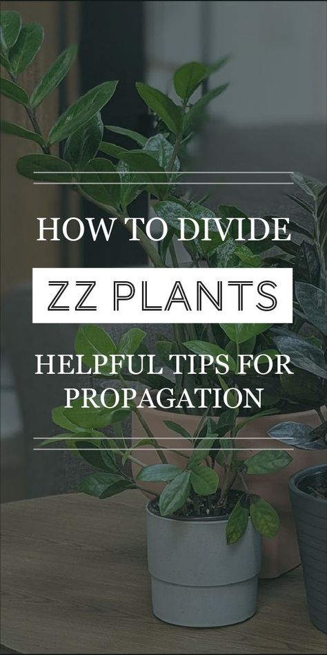 How To Repot A Zz Plant, Zz Plant Propagation Leaves, Zz Plant Propagation Water, Care For Zz Plant, Propagate Zz Plant In Water, Plants Unique, Zz Plants, Zamioculcas Zamiifolia, Tropical House Plants