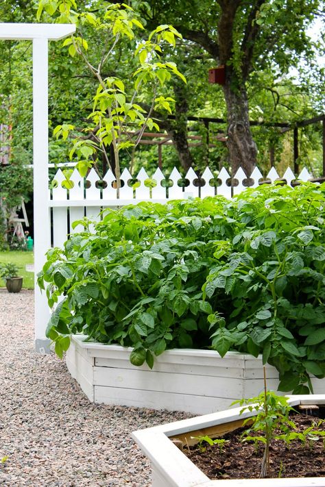 White raised beds, white fence and peat rock White Raised Beds, White Raised Garden Beds, Vermont Garden, Beds White, Pendant Lights For Kitchen Island, Beach House Garden, Farm Hotel, Vego Garden, Lights For Kitchen Island