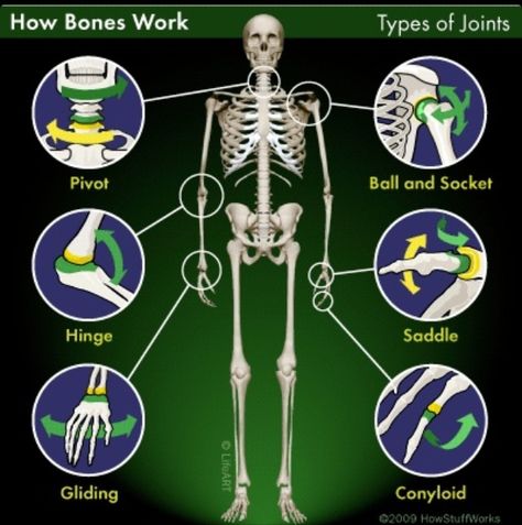 Movable Joints Types Of Joints, Joints Anatomy, Medical Assisting, The Skeletal System, Study Info, Anatomy Bones, Skeletal System, Body Structure, Human Body Anatomy