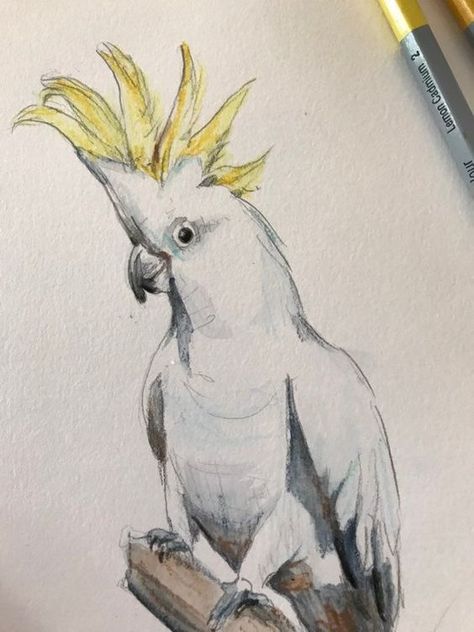 Cockatoo Tattoo, Bird Sketches, Pencil Sketch Art, White Cockatoo, Bright Home Decor, Aussie Animals, Parrot Drawing, Parrot Art, Watercolor Pencil Art