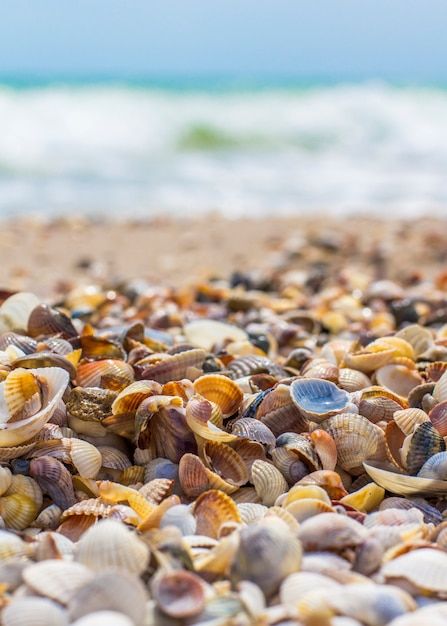 Conchas do mar à beira-mar. ondas do mar... | Premium Photo #Freepik #photo #conchas #conchas-do-mar #concha-do-mar #seashells Seashells Photography, Sea Waves, Premium Photo, Summer Vibes, Sea Shells, Shells, Social Media, Media