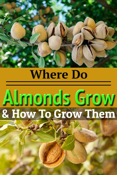 Do Almonds Grow on Trees? If yes, how to grow an almond tree? Growing almonds is easy? Find the answers to these questions in this article! How To Grow Almonds, Growing Almond Trees, Growing Almonds, Grow Almonds, Almond Plant, Nail Art Almond Nails, Nails Designs Almond, Nail Designs Almond, Nail Art Almond