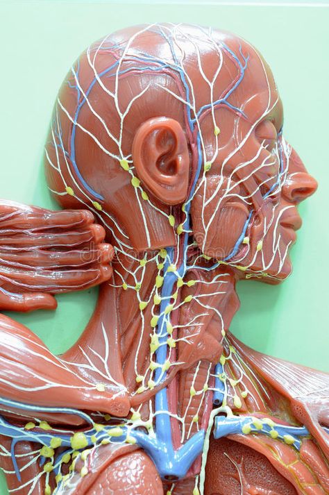 Lymphatic system. Anatomy of human lymphatic system #Sponsored , #Sponsored, #SPONSORED, #system, #human, #Anatomy, #Lymphatic Nervous System Anatomy, Full Body Massage Techniques, Lymph Drainage Massage, Human Body Organs, Head Anatomy, Basic Anatomy, Basic Anatomy And Physiology, Human Body Art, Lymph Drainage